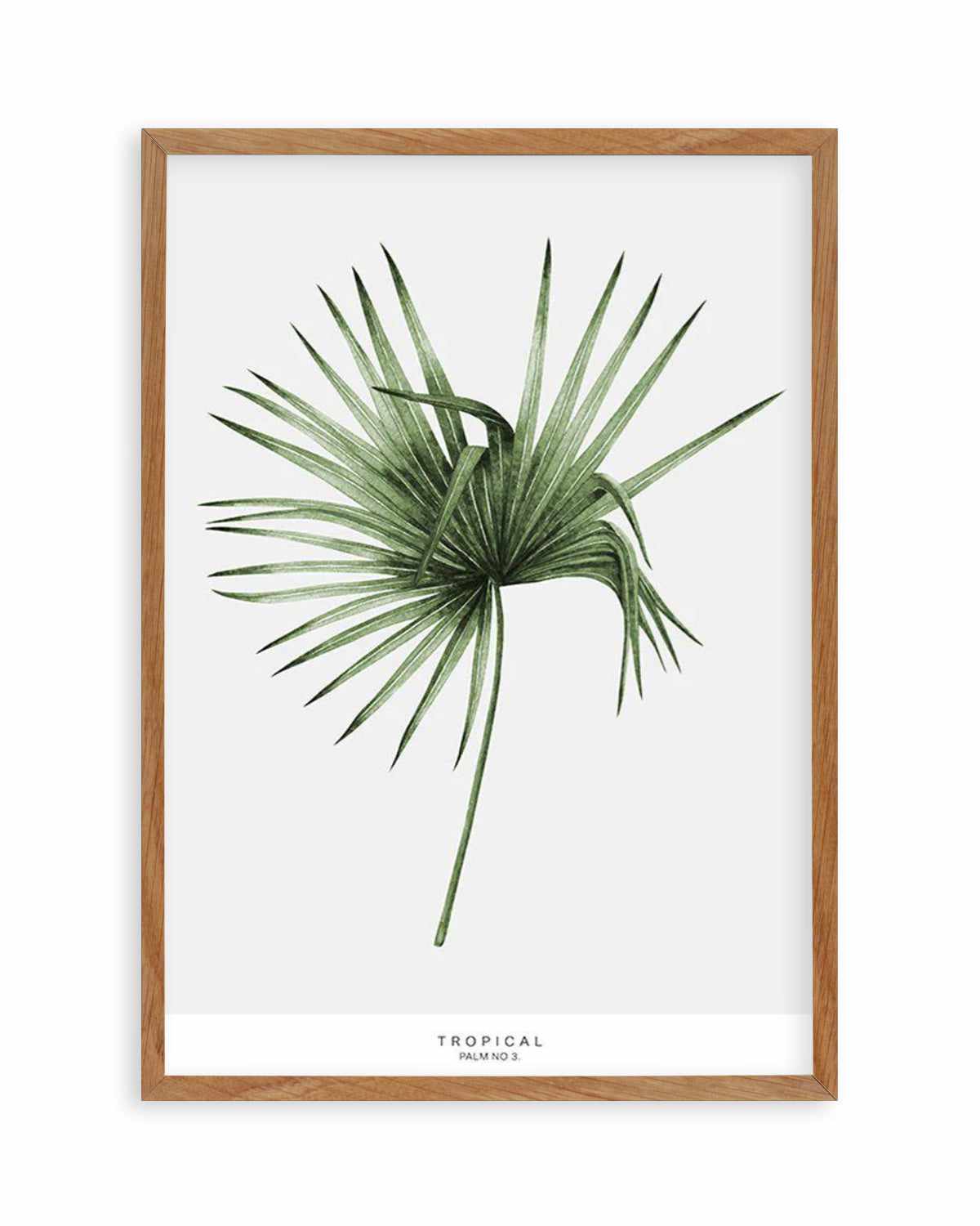 Fan Palm III Art Print