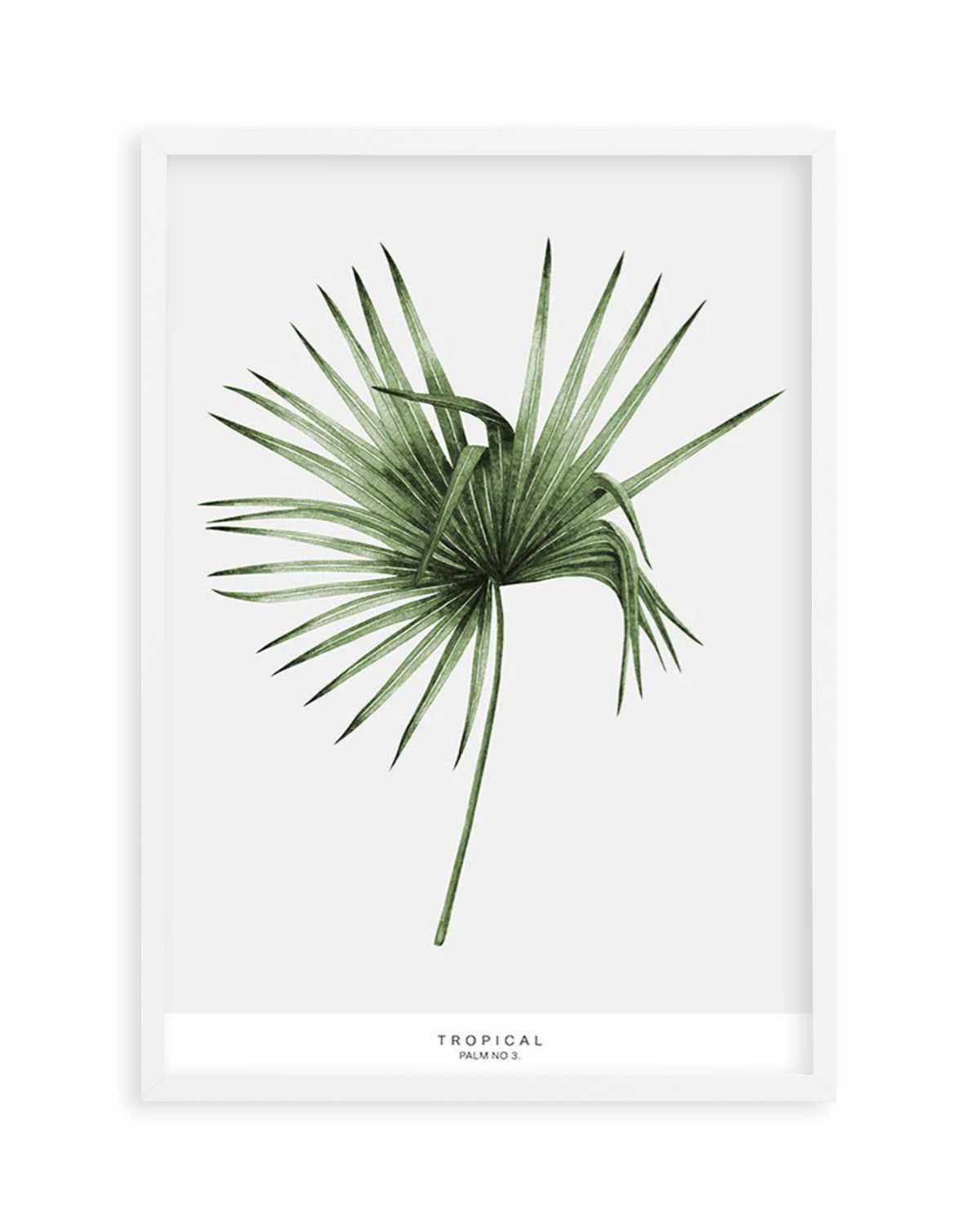 Fan Palm III Art Print