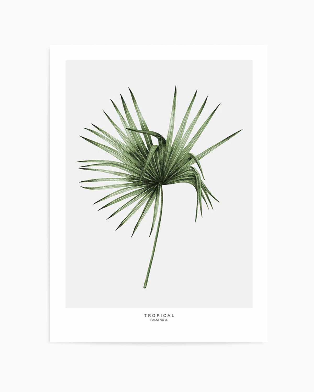 Fan Palm III Art Print