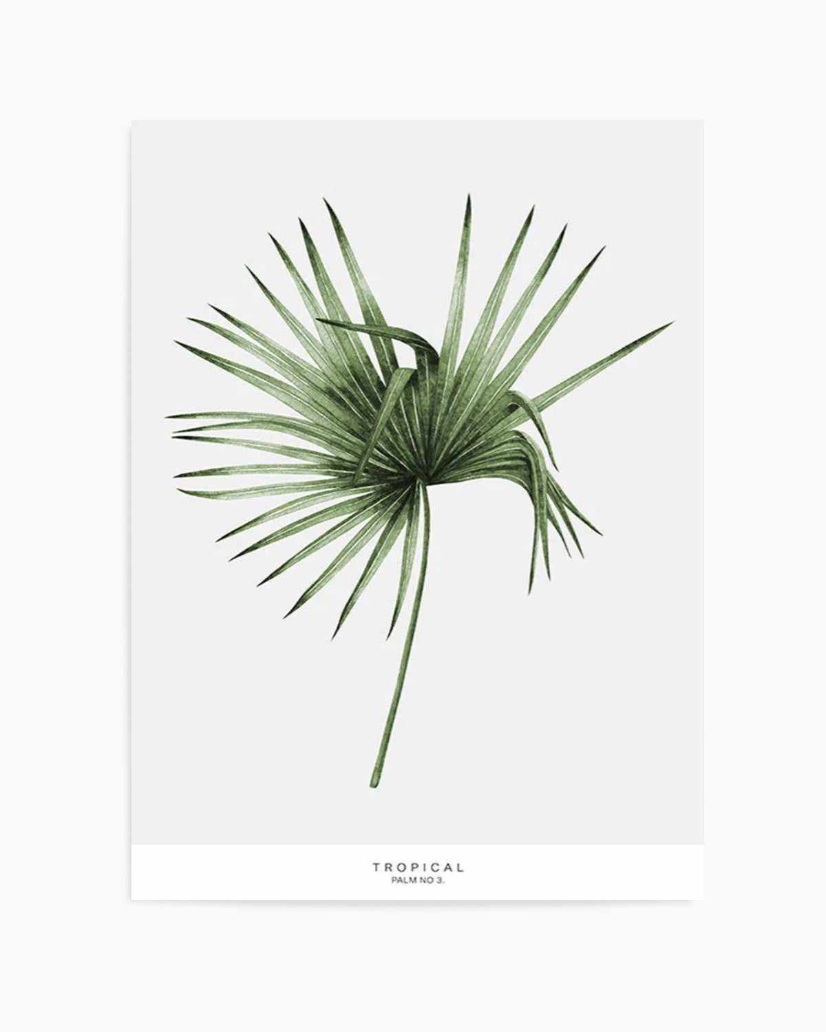 Fan Palm III Art Print