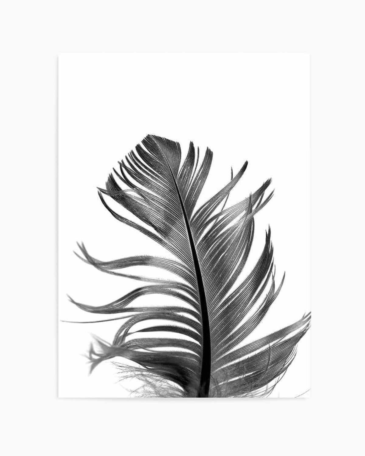 Feather III | Black Art Print