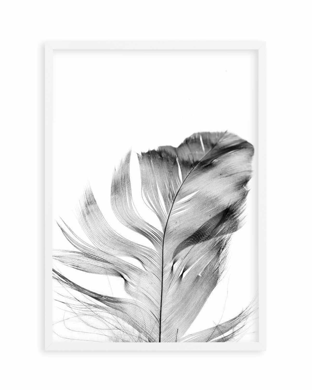 Feather | Grey Art Print