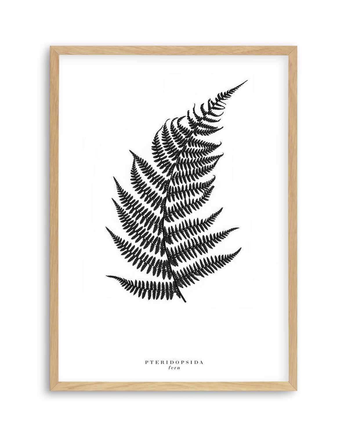 Fern Art Print