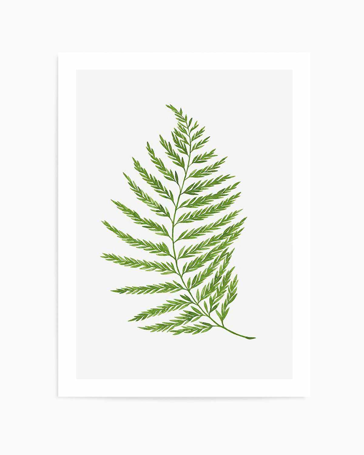 Fern on Grey II Art Print