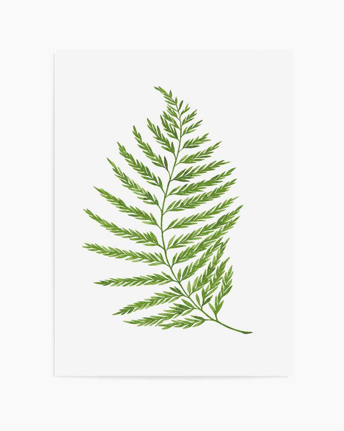 Fern on Grey II Art Print