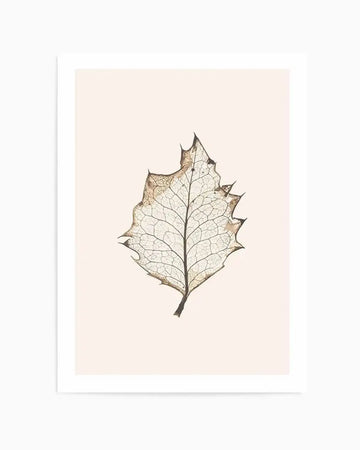 Detailed photographic art print of a delicate, skeletal leaf in shades of translucent cream and brown, revealing its intricate vein structure against a soft, pale pink background. The leaf has a distinctive, jagged edge, suggesting a holly or oak leaf, and is centered in the composition with a white border.