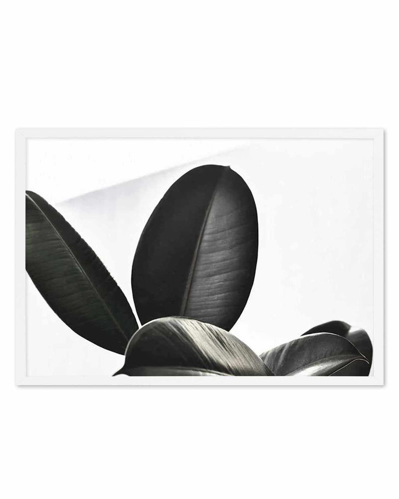 Ficus Elastica Art Print
