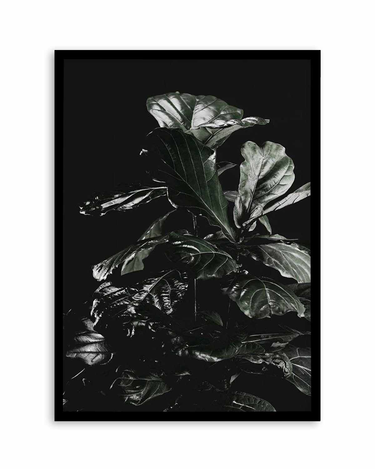 Fiddle Fig Black I Art Print