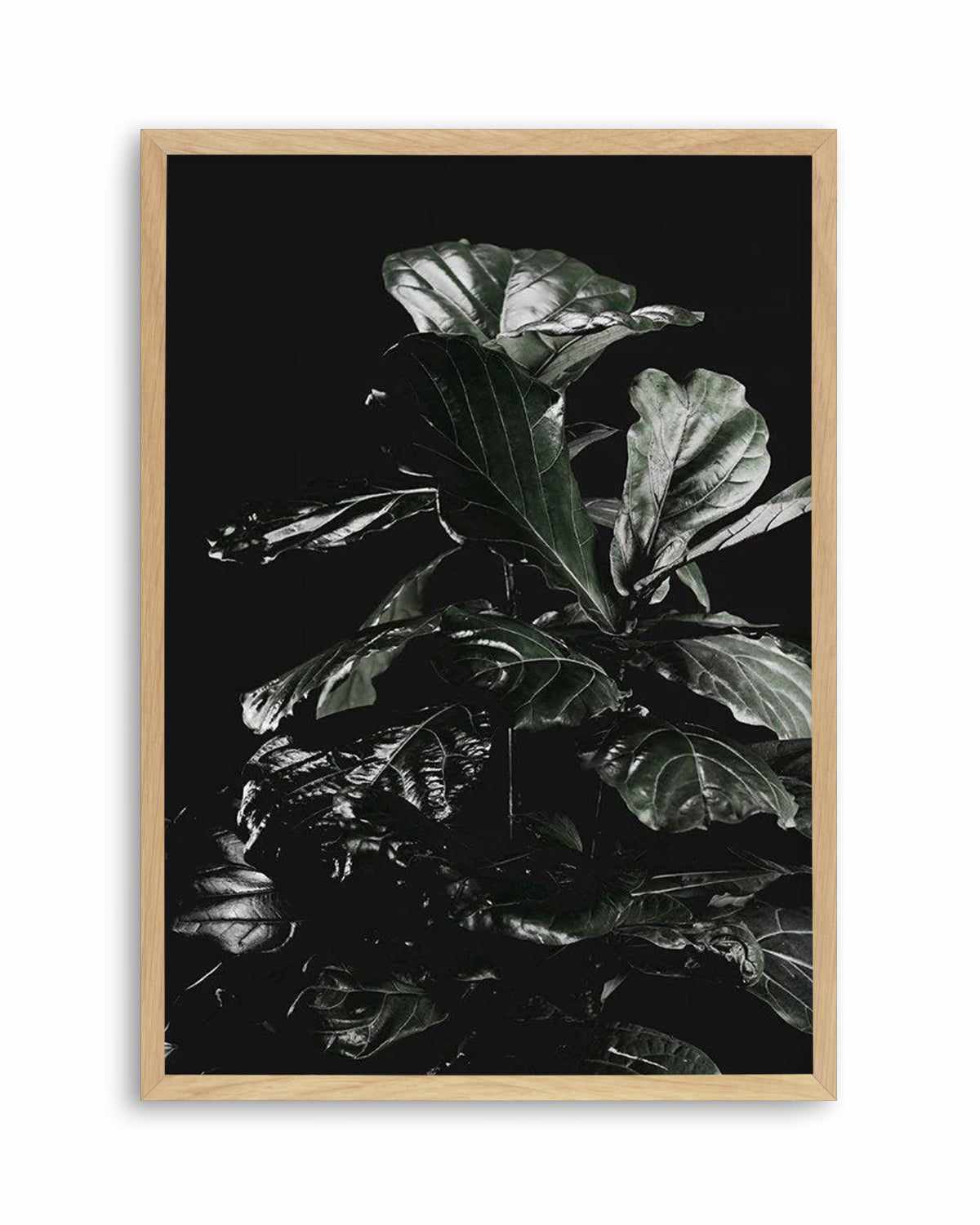 Fiddle Fig Black I Art Print