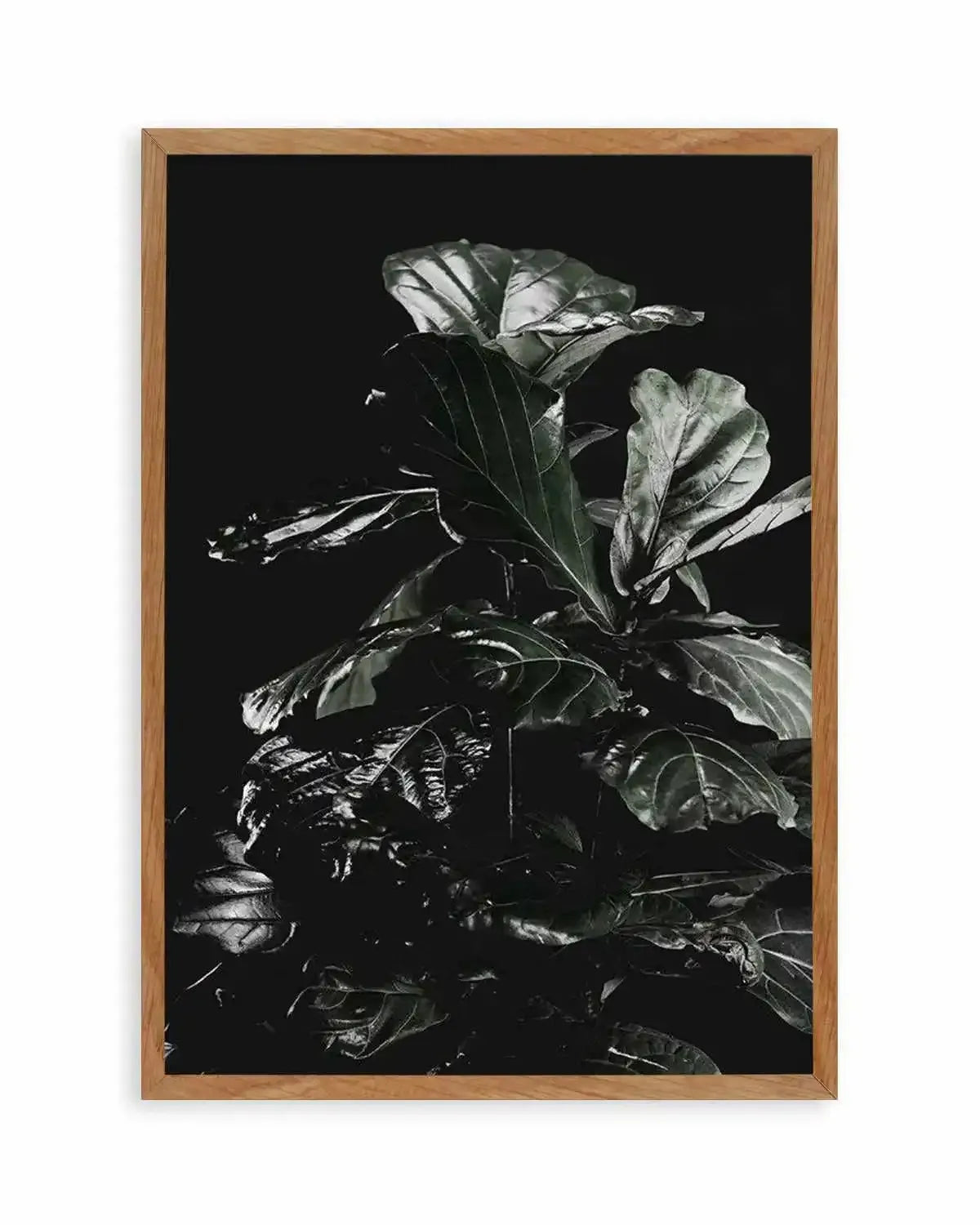 Fiddle Fig Black I Art Print