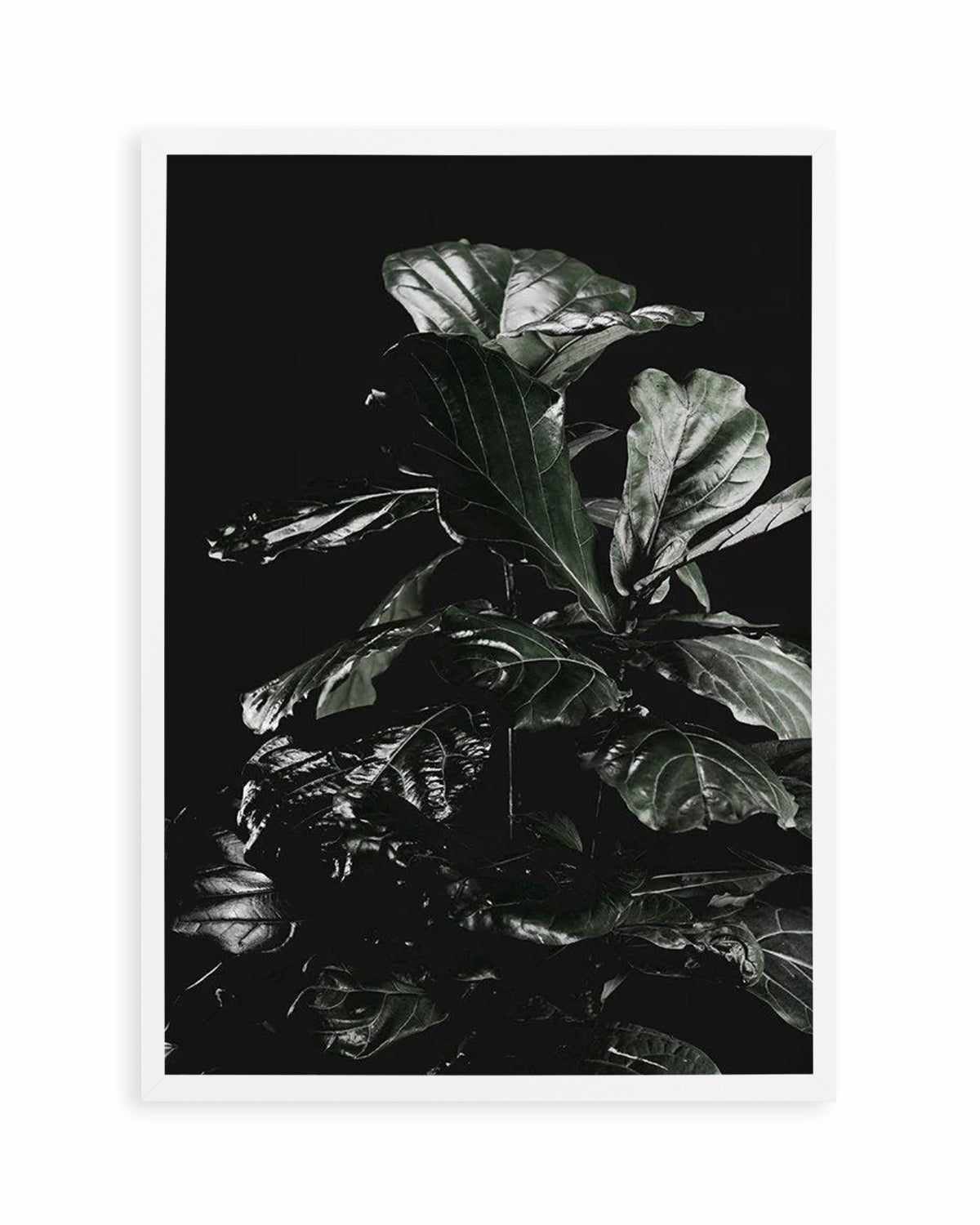 Fiddle Fig Black I Art Print