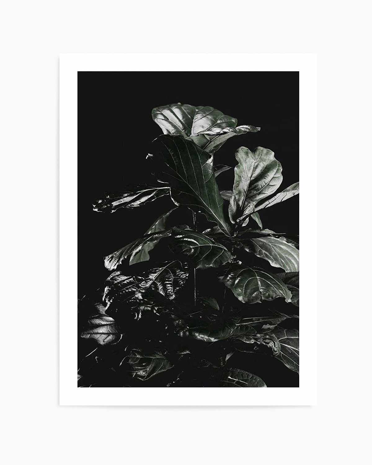 Fiddle Fig Black I Art Print