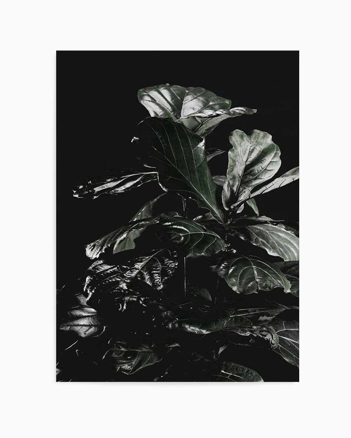 Fiddle Fig Black I Art Print