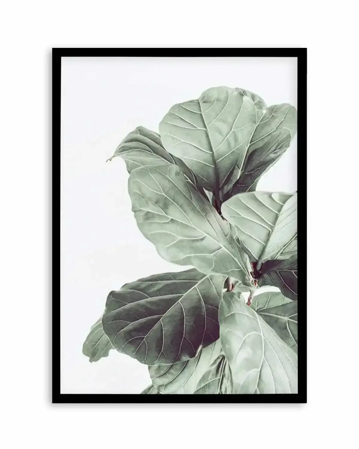 Fiddle Fig I Art Print from Olive et Oriel where you can shop wallpaper and artworks online
