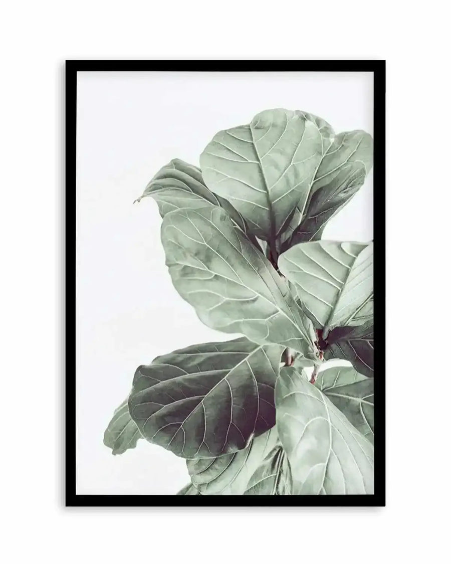 Fiddle Fig I Art Print from Olive et Oriel where you can shop wallpaper and artworks online