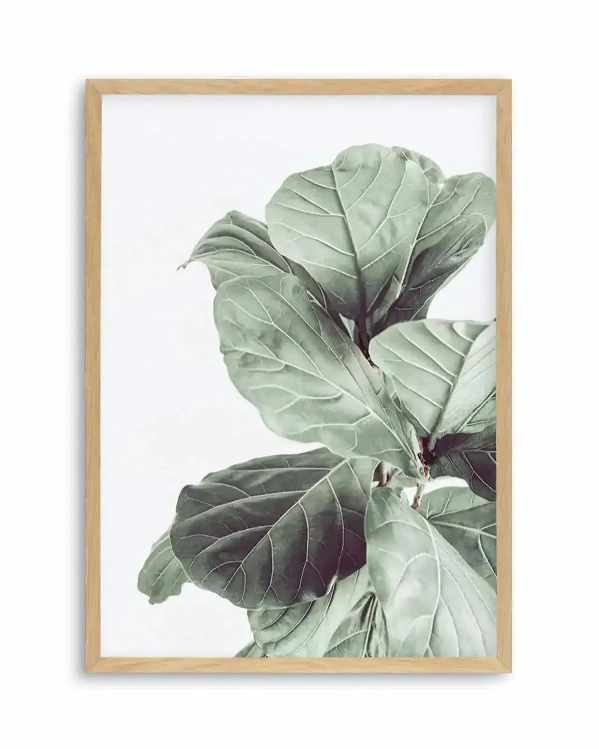 Fiddle Fig I Art Print from Olive et Oriel where you can shop wallpaper and artworks online