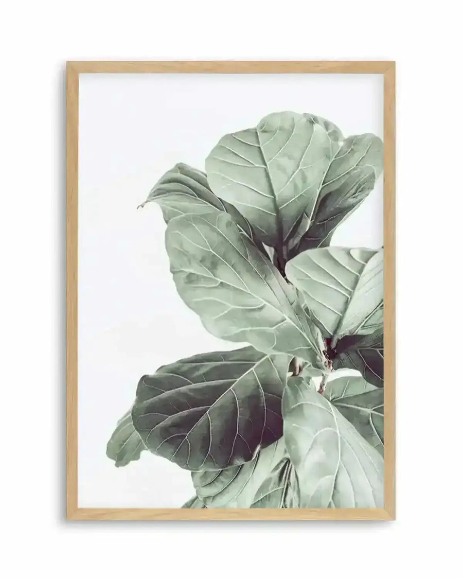 Fiddle Fig I Art Print from Olive et Oriel where you can shop wallpaper and artworks online