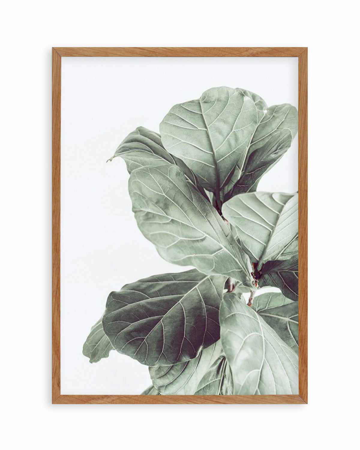 Fiddle Fig I Art Print