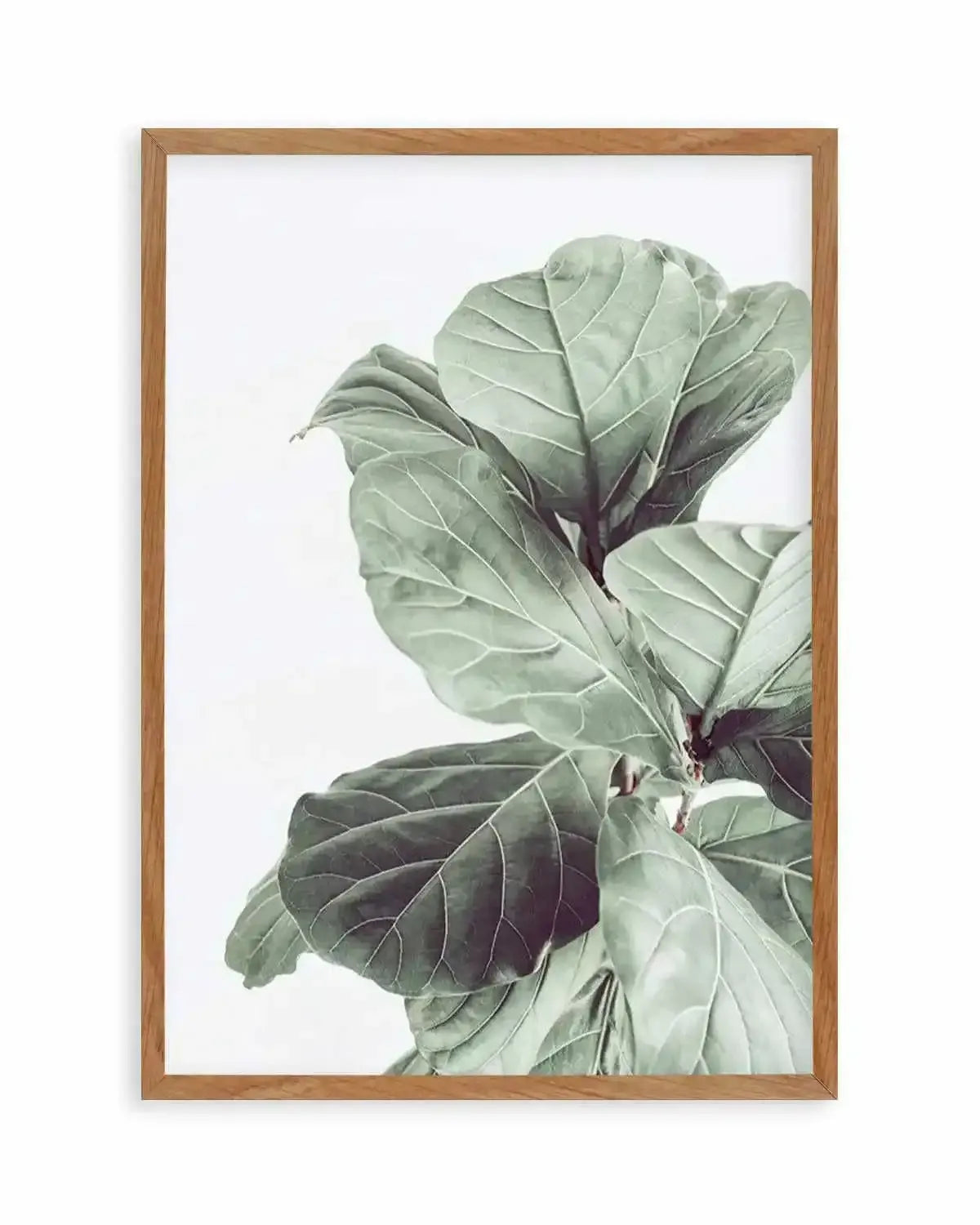 Fiddle Fig I Art Print from Olive et Oriel where you can shop wallpaper and artworks online