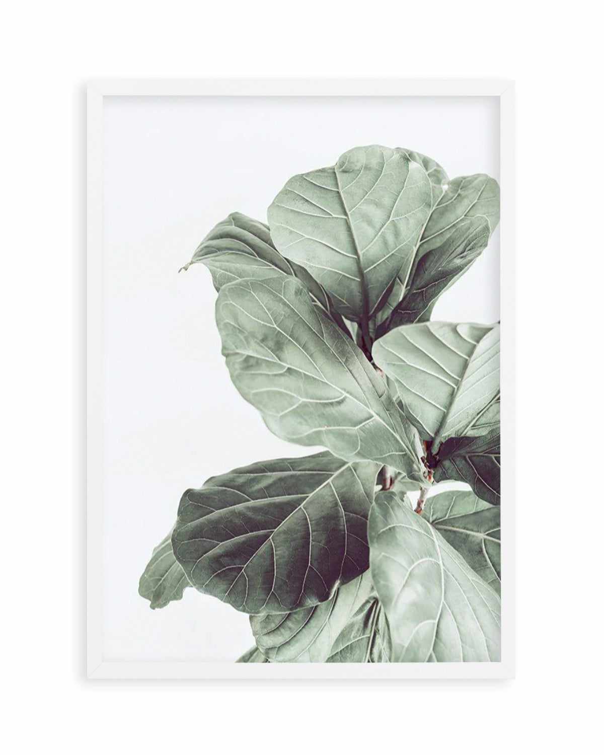 Fiddle Fig I Art Print