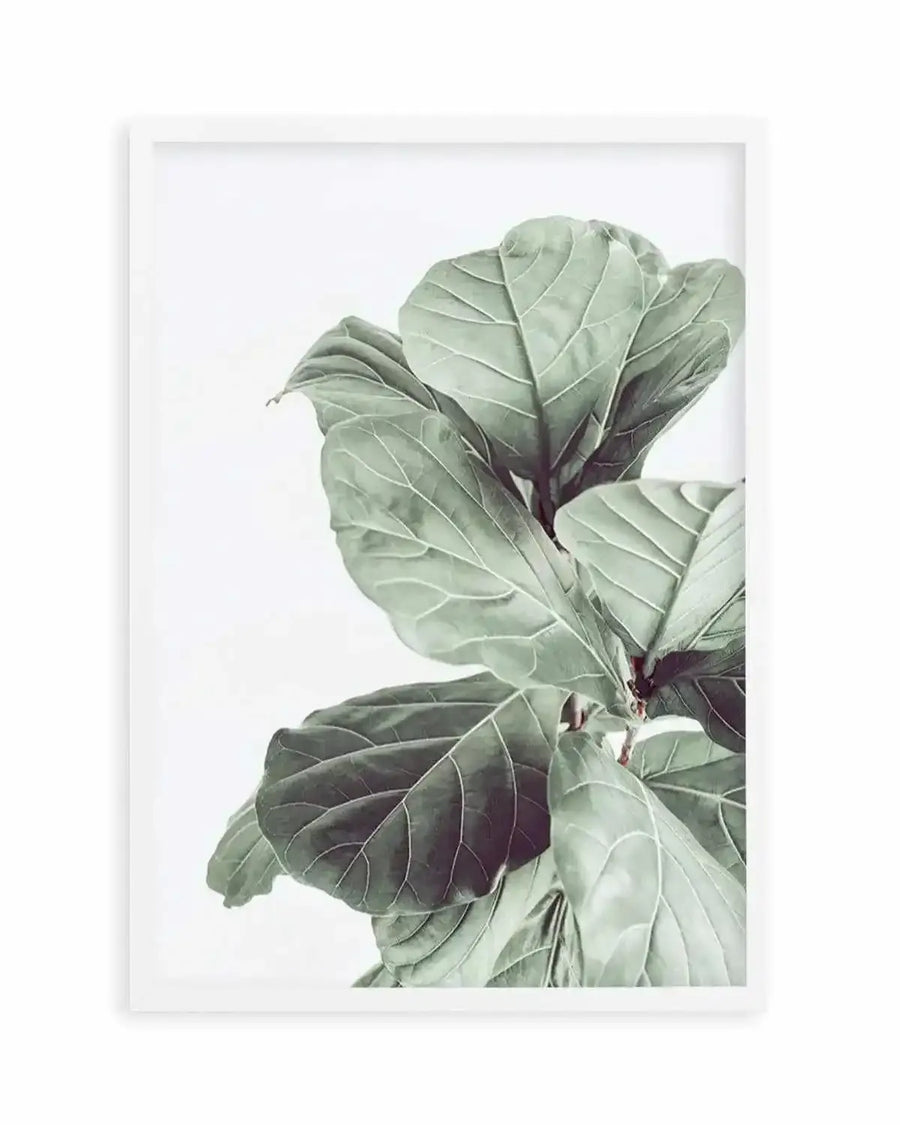 Fiddle Fig I Art Print from Olive et Oriel where you can shop wallpaper and artworks online