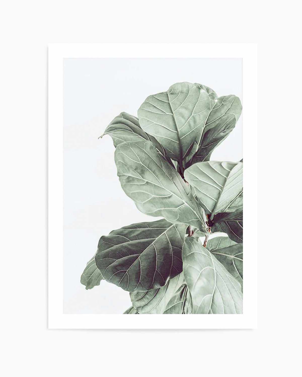 Fiddle Fig I Art Print