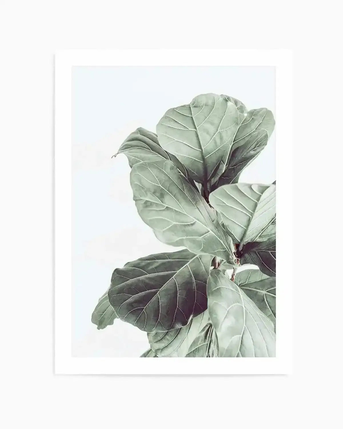 Fiddle Fig I Art Print from Olive et Oriel where you can shop wallpaper and artworks online