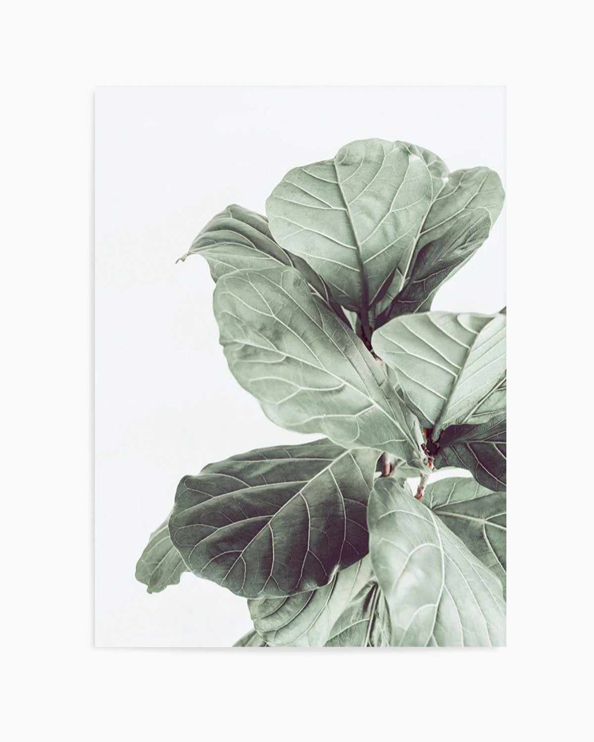 Fiddle Fig I Art Print