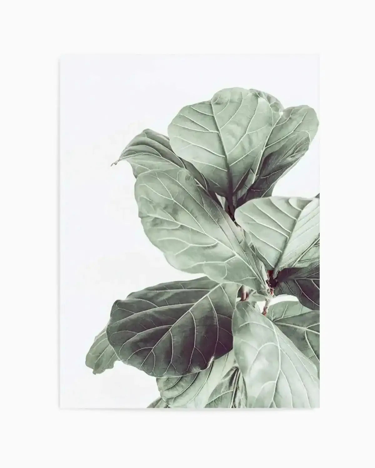 Fiddle Fig I Art Print from Olive et Oriel where you can shop wallpaper and artworks online