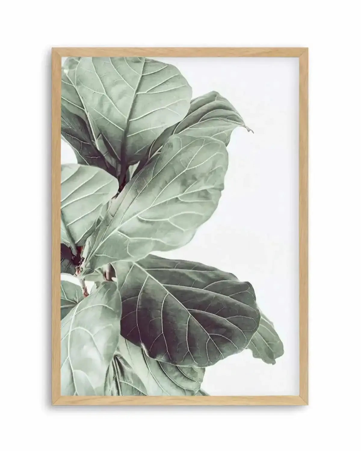 Fiddle Fig III Art Print from Olive et Oriel where you can shop wallpaper and artworks online