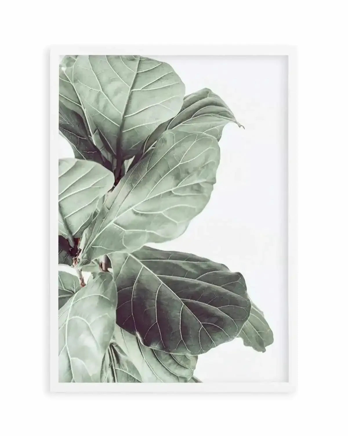 Fiddle Fig III Art Print from Olive et Oriel where you can shop wallpaper and artworks online