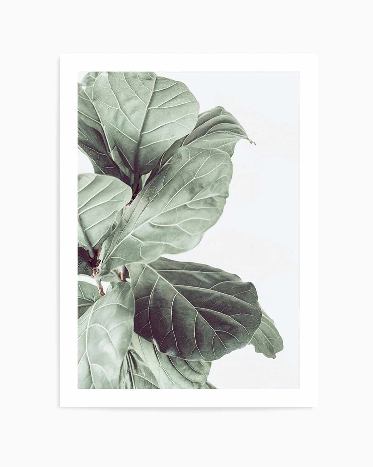 Fiddle Fig III Art Print