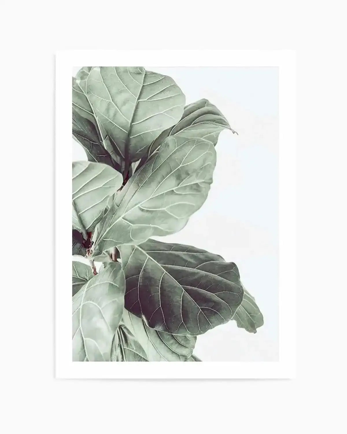 Fiddle Fig III Art Print from Olive et Oriel where you can shop wallpaper and artworks online
