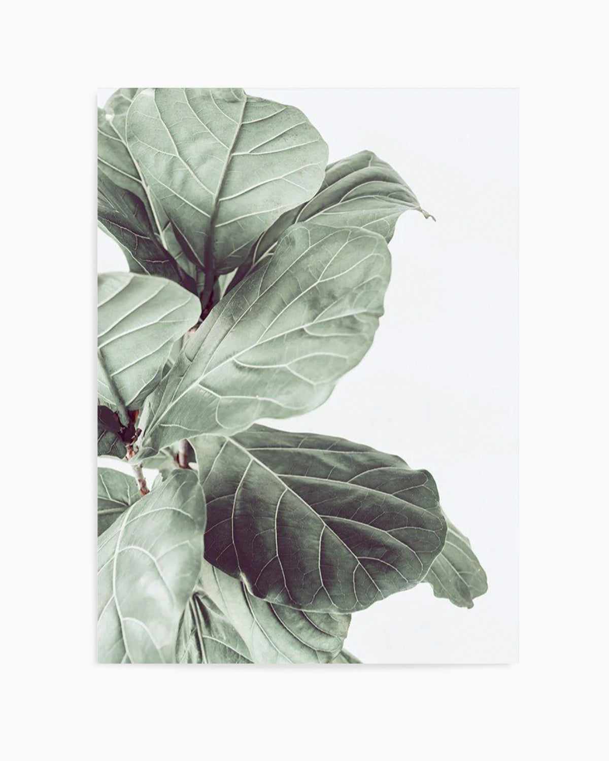 Fiddle Fig III Art Print