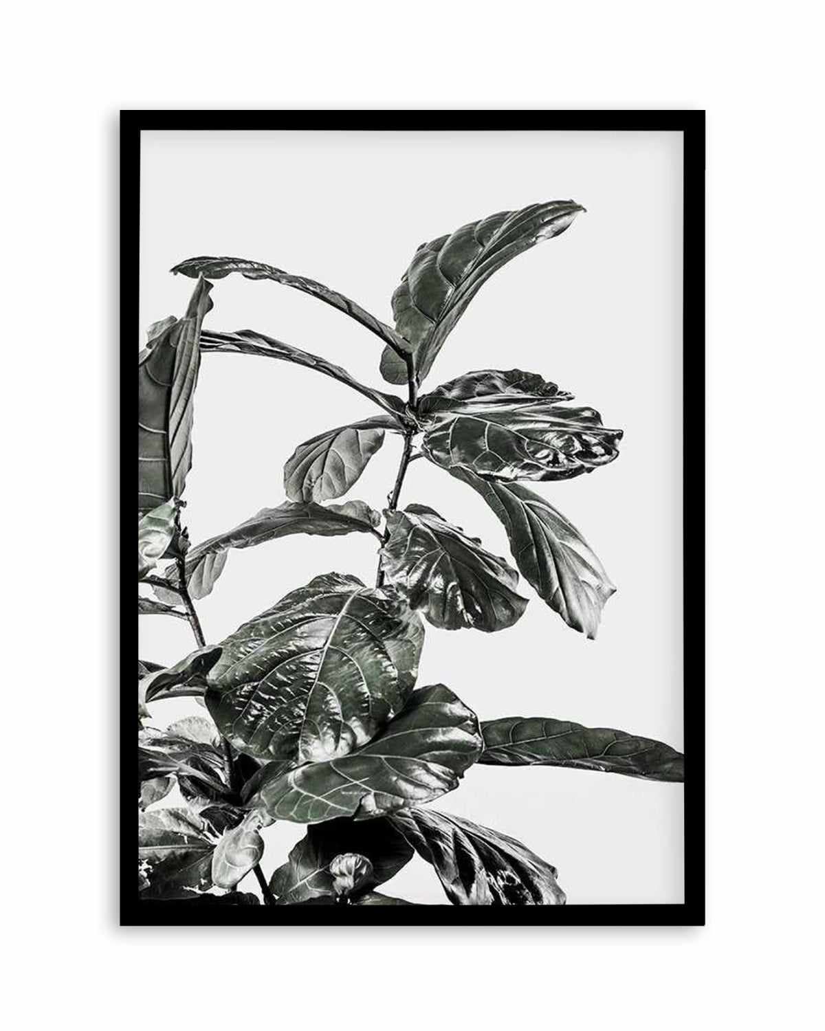 Fiddle Fig White I Art Print