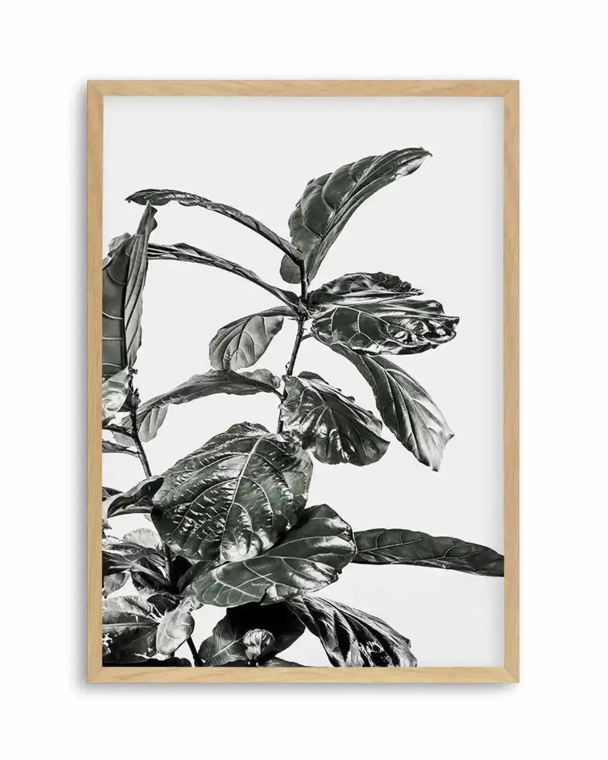 Fiddle Fig White I Art Print from Olive et Oriel where you can shop wallpaper and artworks online