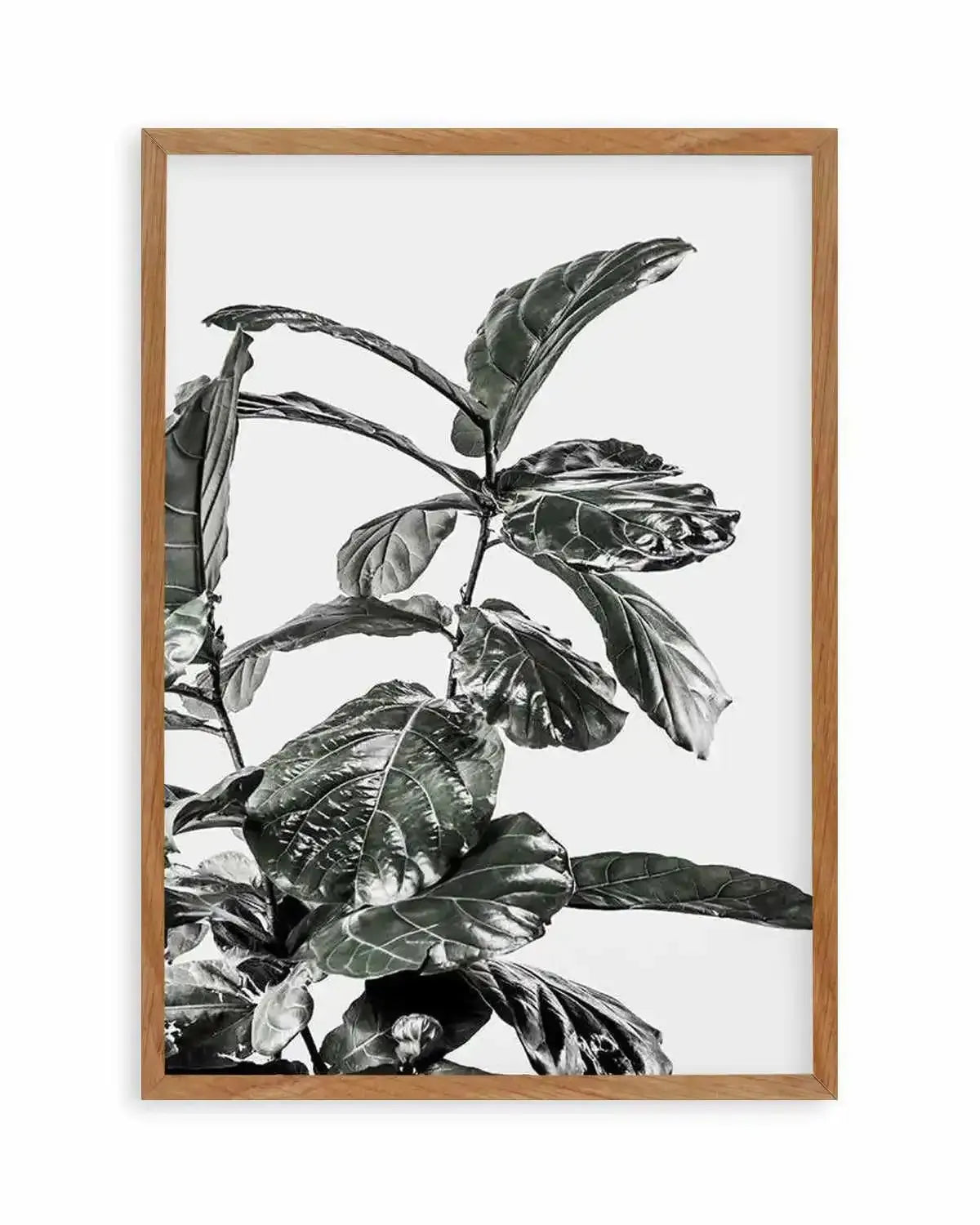 Fiddle Fig White I Art Print from Olive et Oriel where you can shop wallpaper and artworks online