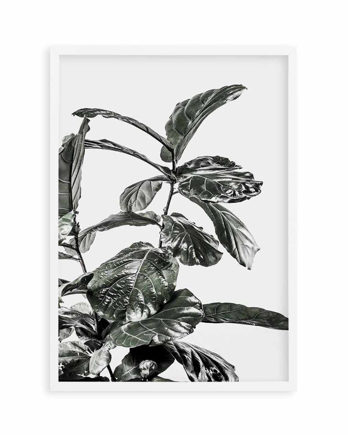 Fiddle Fig White I Art Print