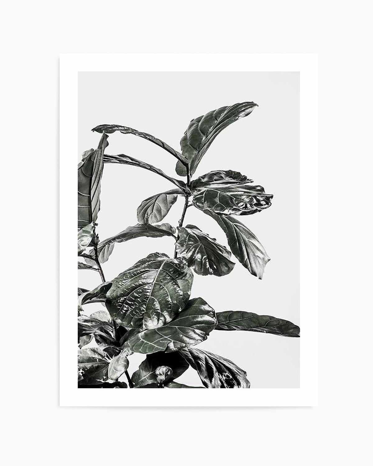 Fiddle Fig White I Art Print