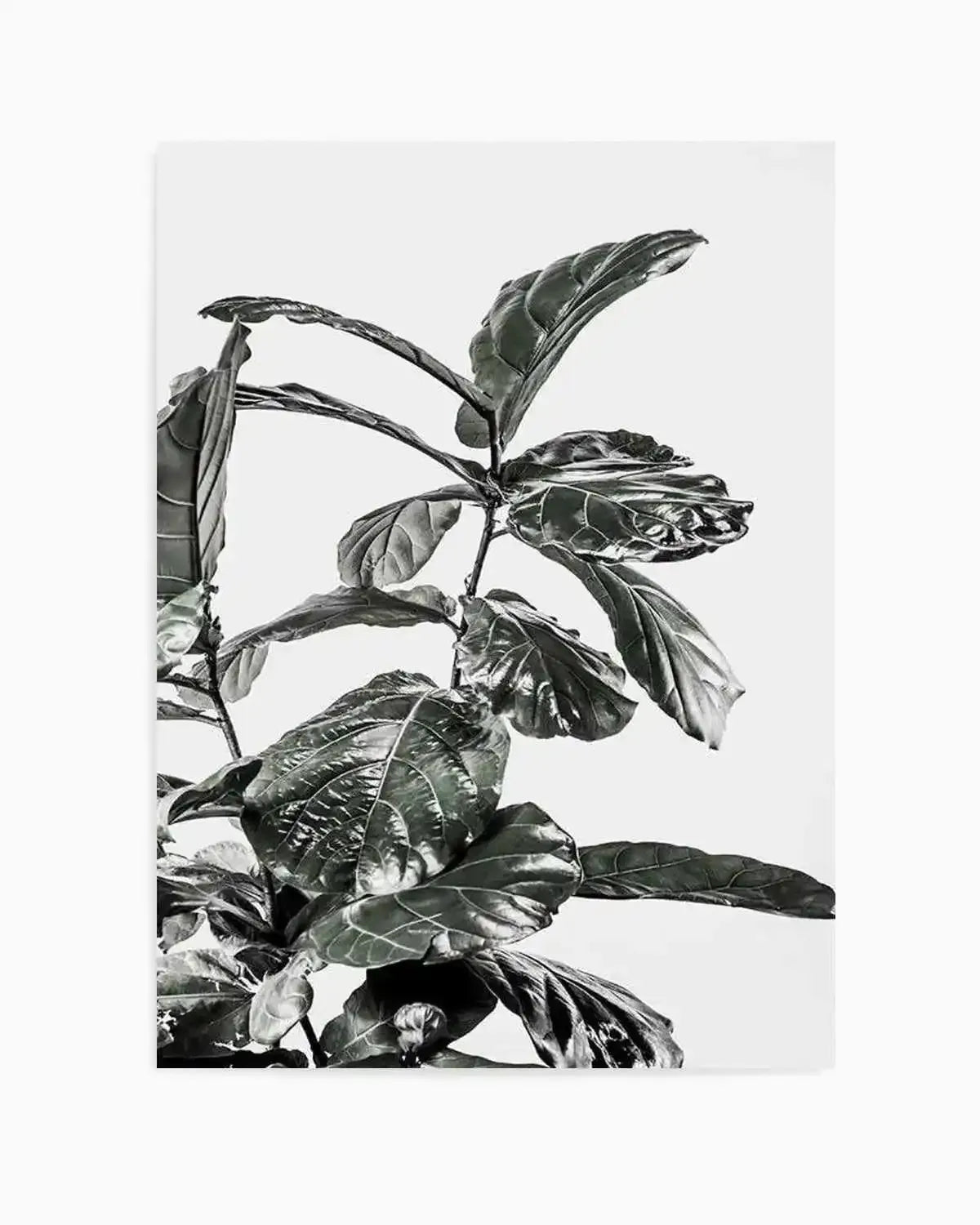 Fiddle Fig White I Art Print from Olive et Oriel where you can shop wallpaper and artworks online