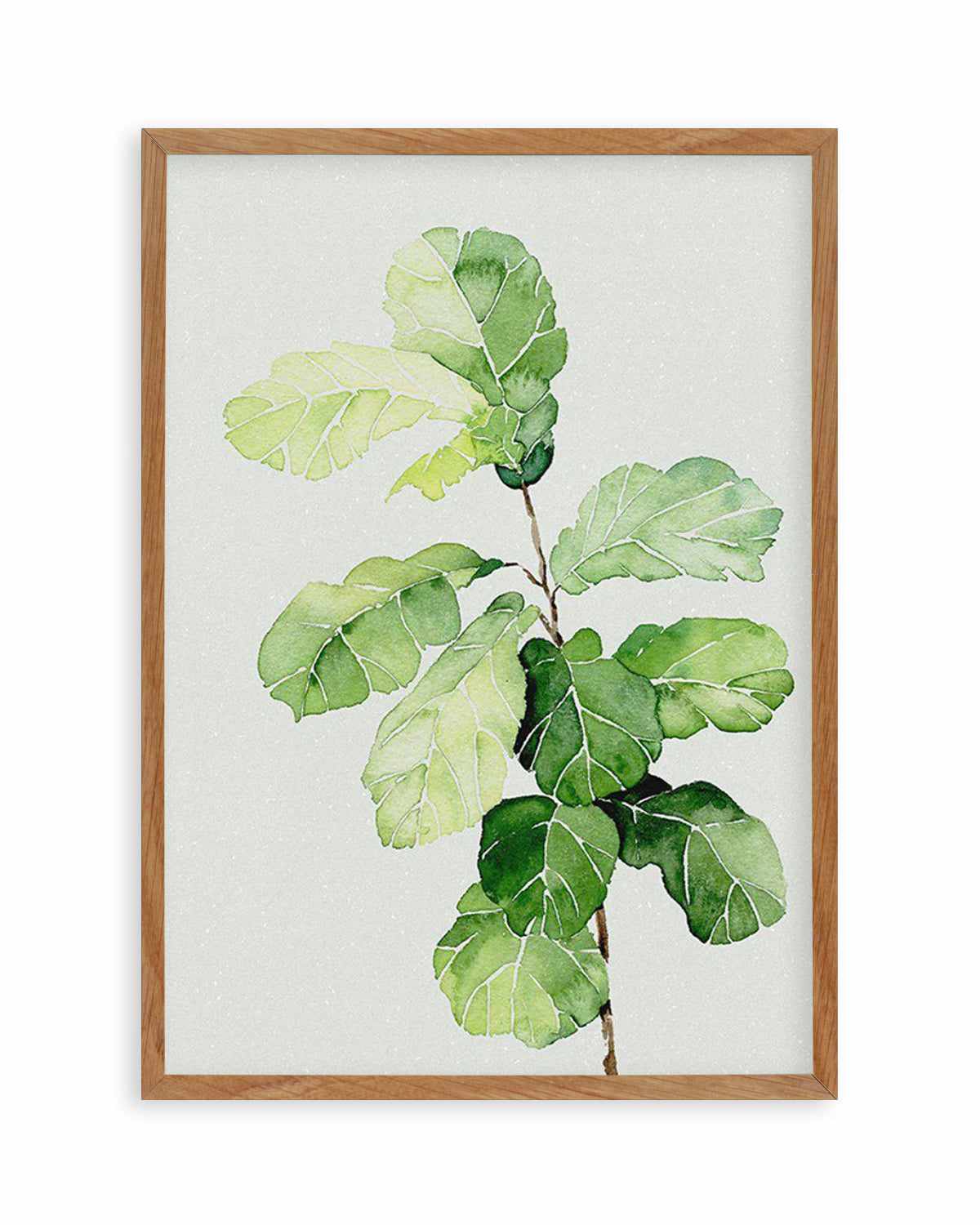 Fiddle Fig in Watercolour II Art Print