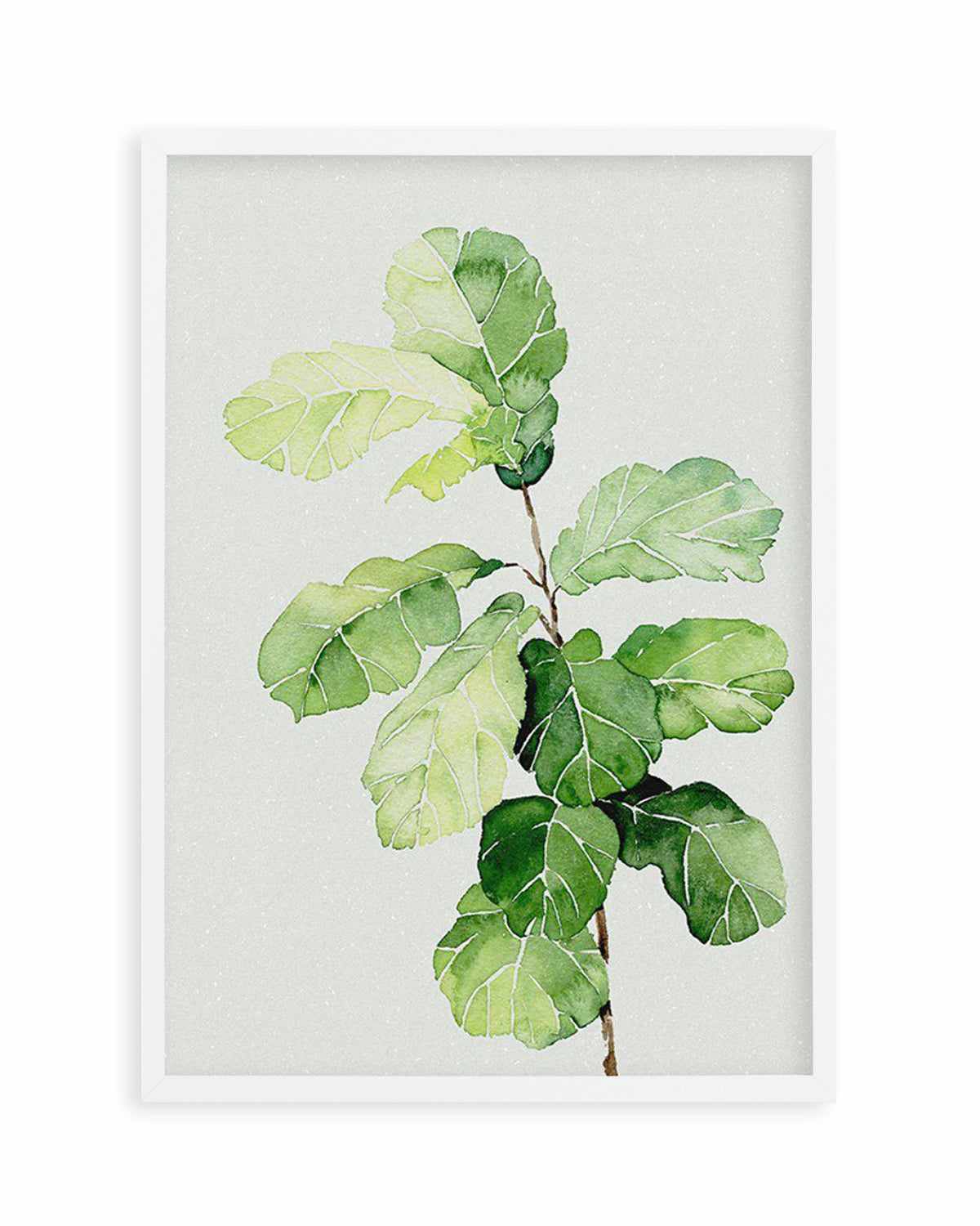 Fiddle Fig in Watercolour II Art Print