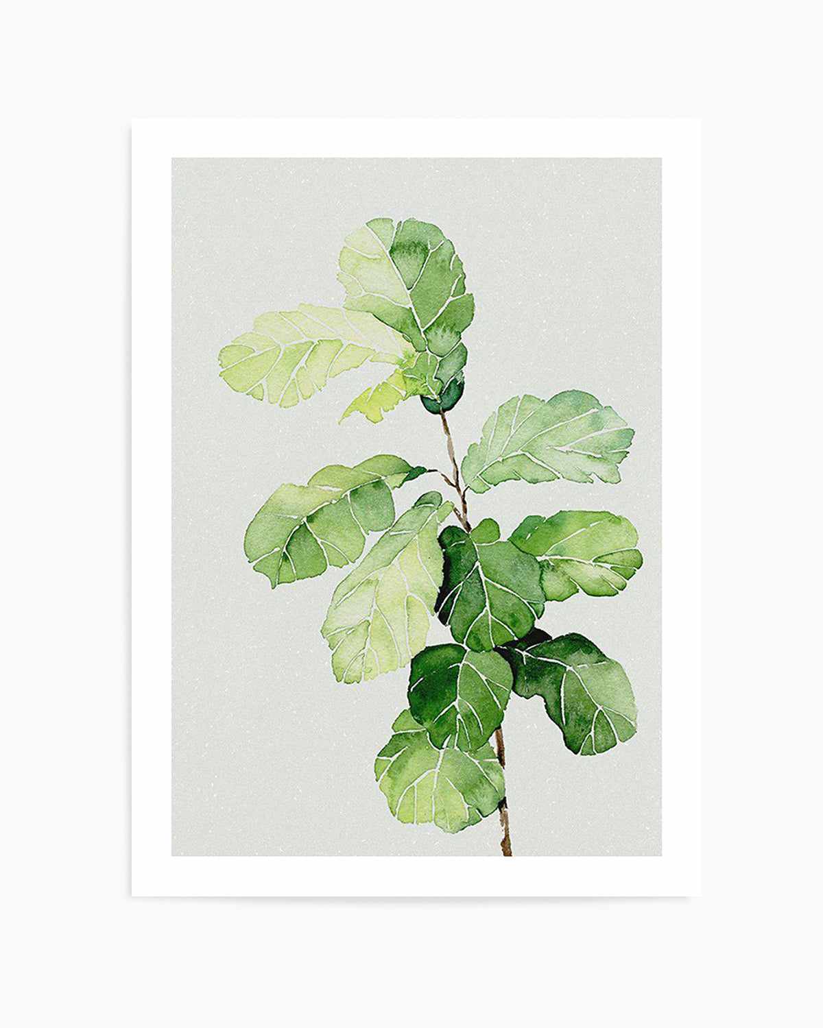 Fiddle Fig in Watercolour II Art Print