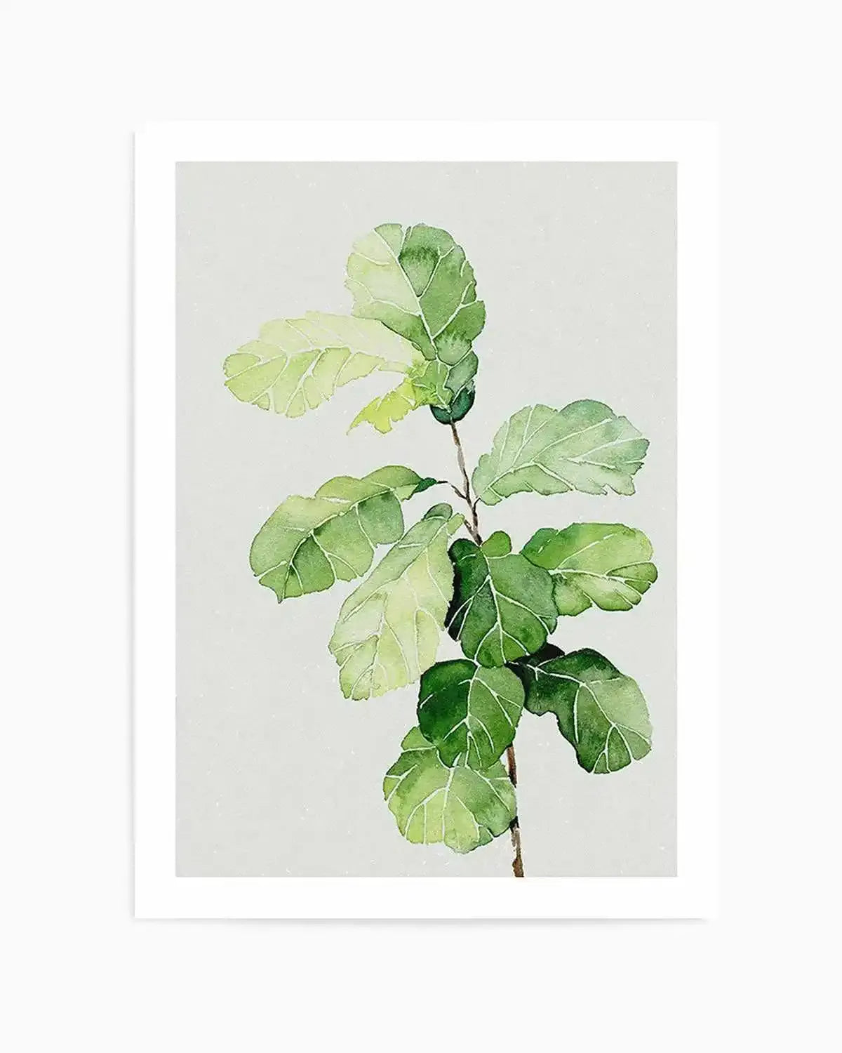 Fiddle Fig in Watercolour II Art Print from Olive et Oriel where you can shop wallpaper and artworks online