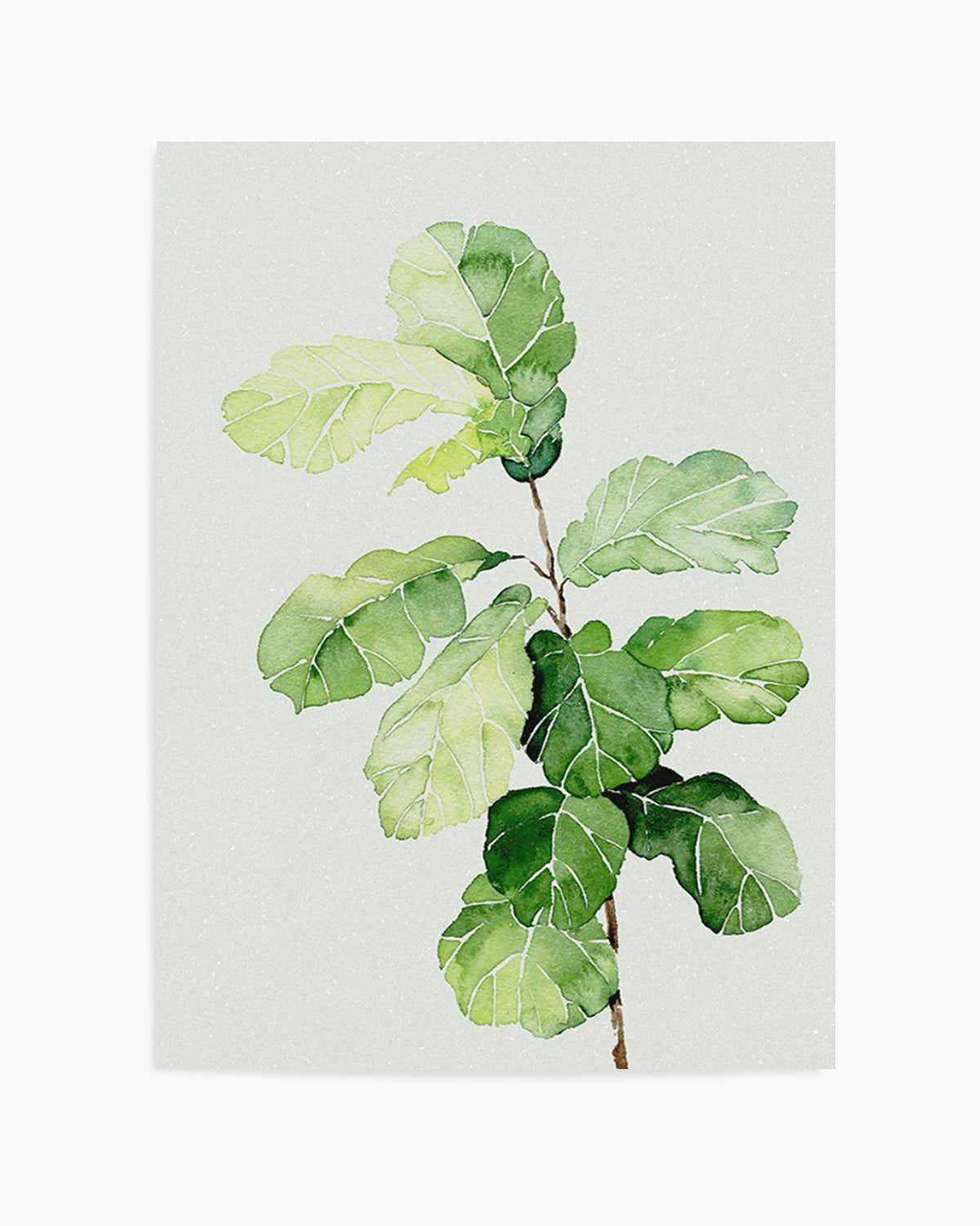 Fiddle Fig in Watercolour II Art Print