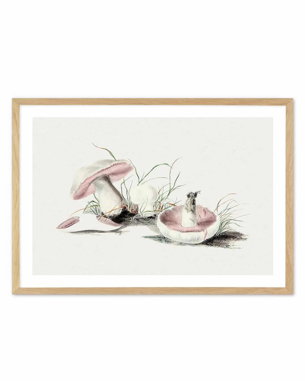 Field Mushroom Vintage Illustration Art Print from Olive et Oriel where you can shop wallpaper and artworks online