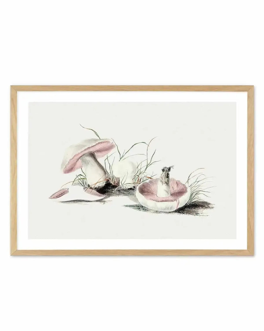 Field Mushroom Vintage Illustration Art Print from Olive et Oriel where you can shop wallpaper and artworks online