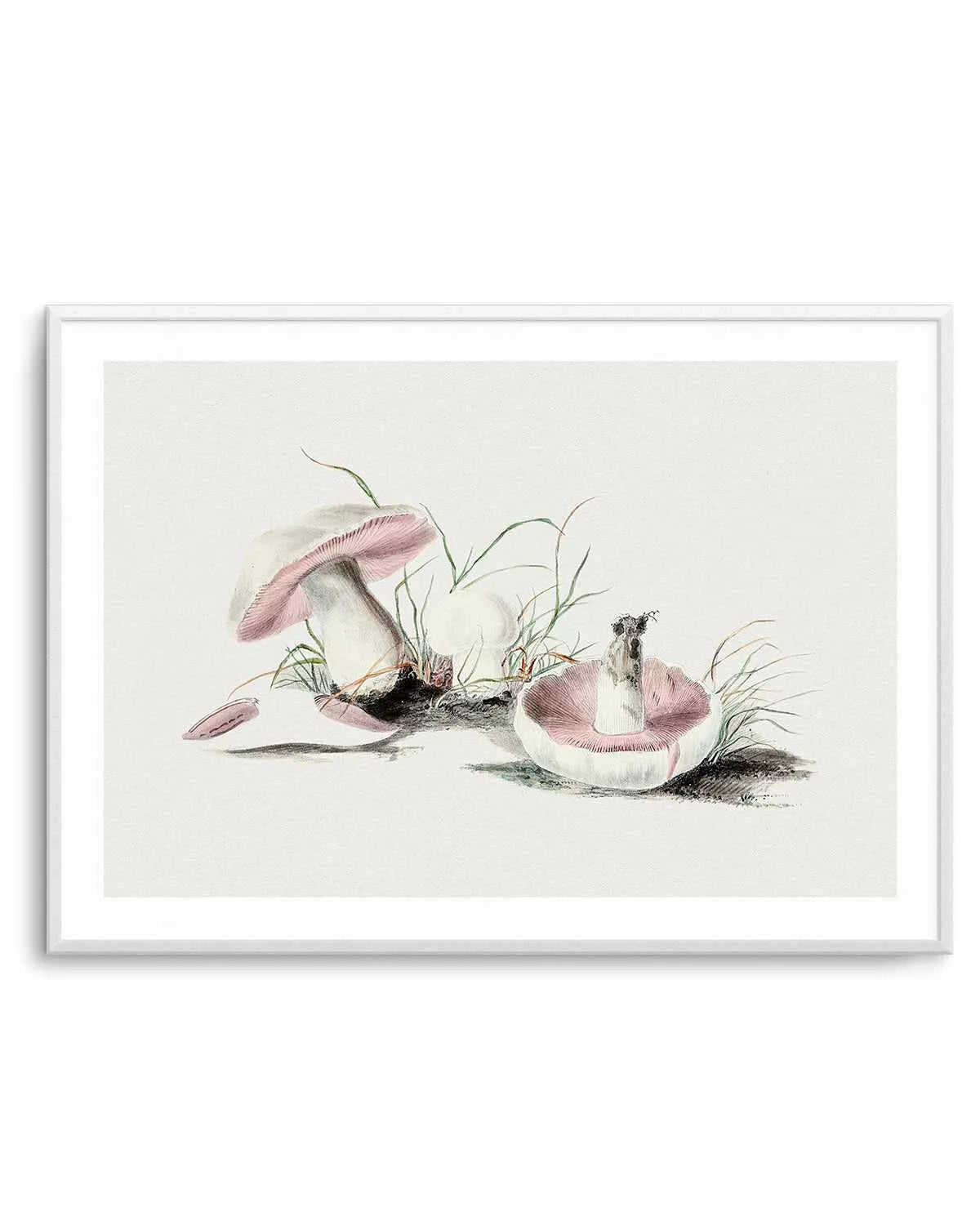 Field Mushroom Vintage Illustration Art Print from Olive et Oriel where you can shop wallpaper and artworks online