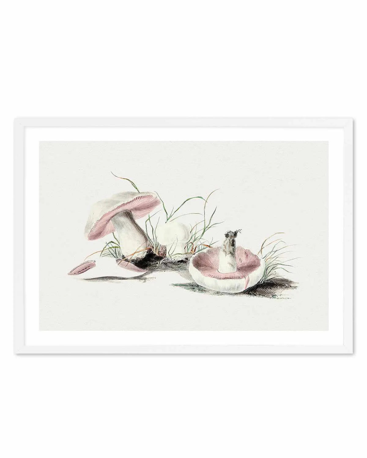 Field Mushroom Vintage Illustration Art Print from Olive et Oriel where you can shop wallpaper and artworks online