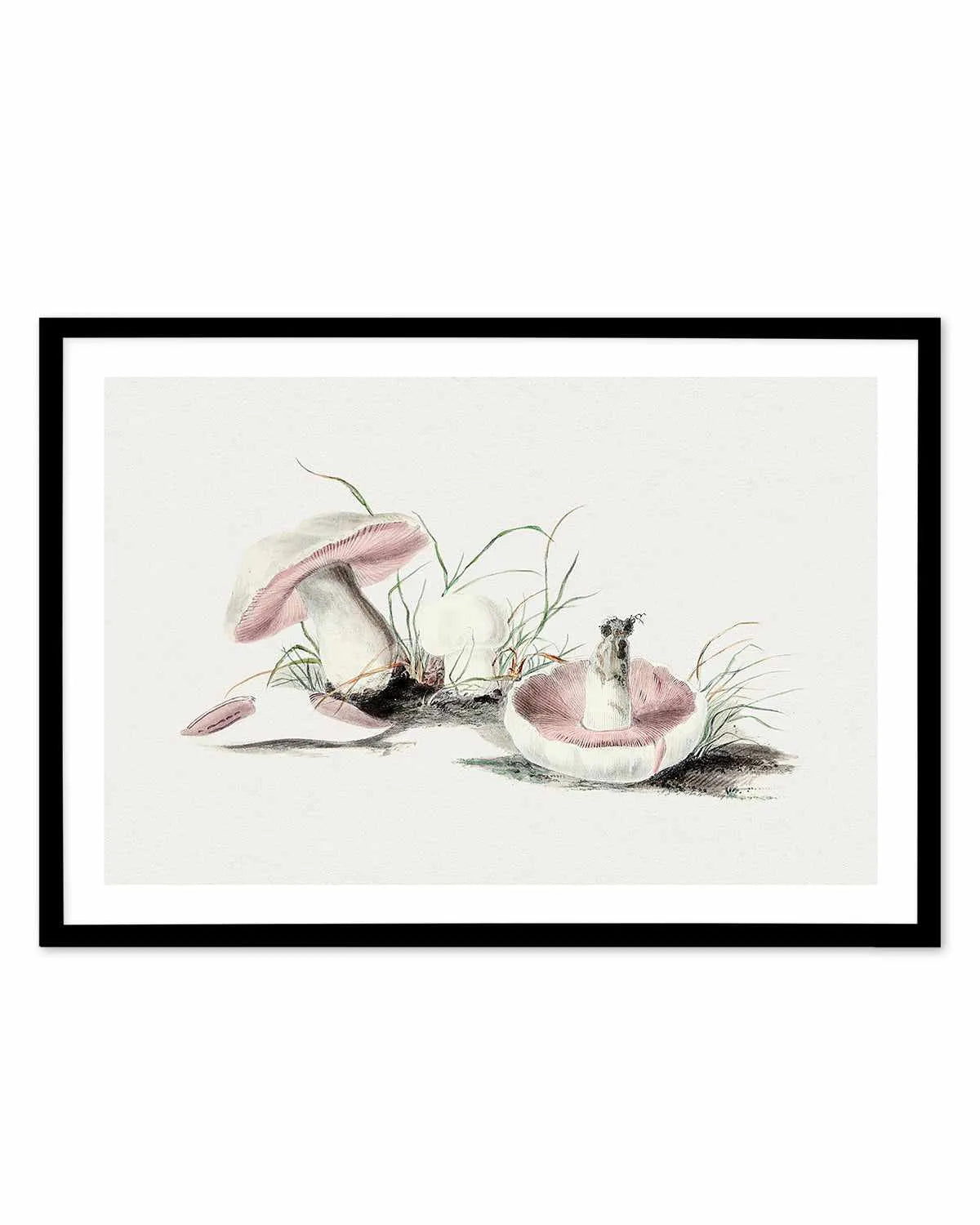 Field Mushroom Vintage Illustration Art Print from Olive et Oriel where you can shop wallpaper and artworks online